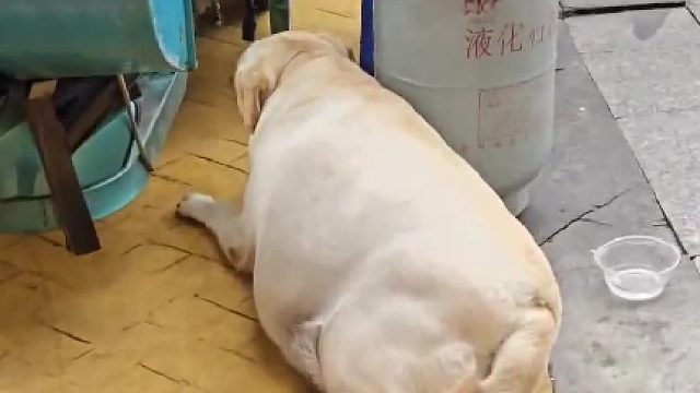 好可爱的拉不拉猪呀