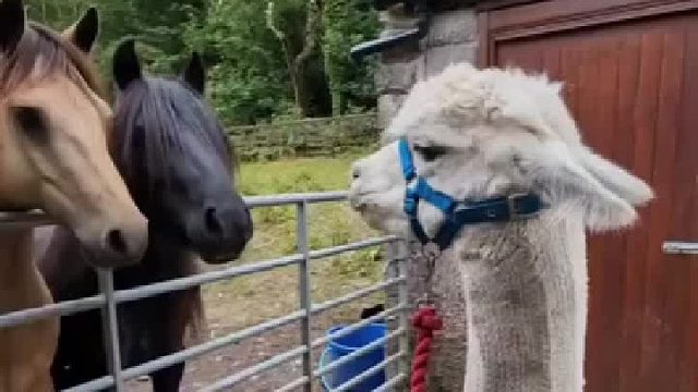 看来他俩还是懂法的 