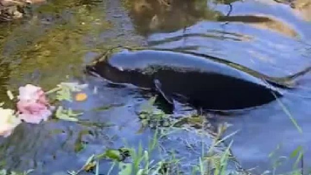 这到底是鲶鱼还是海豚 