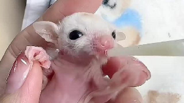 小丑娃娃胃口越来越好了