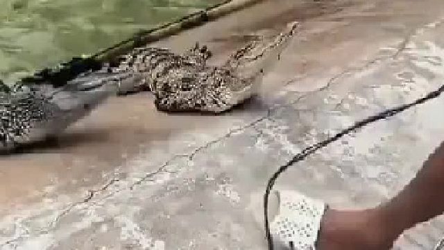 鳄鱼养殖是这样处理的，都怕电