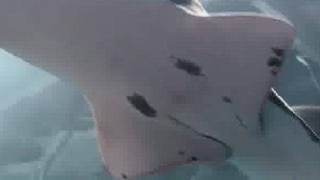 发现一只特丑的鱼