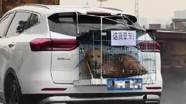 狗狗：为我花生……