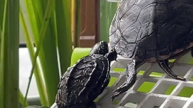 吃我一记佛山无影脚