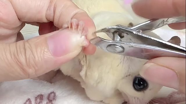 又来剪指甲了，剪不完的指甲。