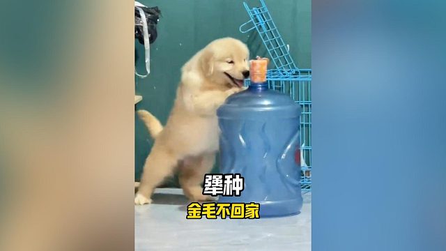 现在连金毛也那么犟了吗？这狗谁爱要谁要！