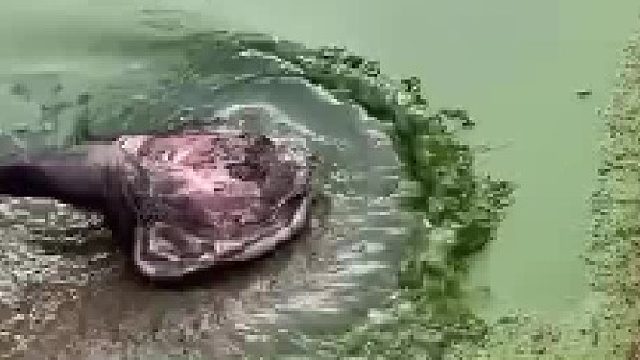 投喂鳄鱼视频。