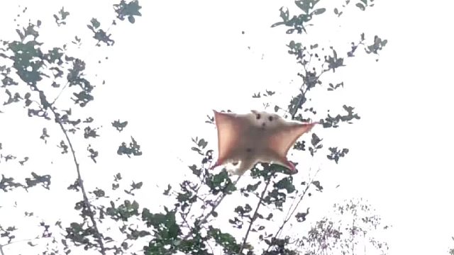 总有些小生命，兜兜转转只为了治愈你而来