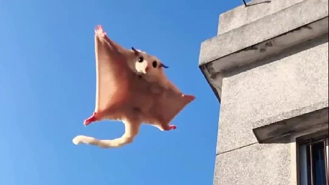 我疲惫工作后的治愈者来啦！