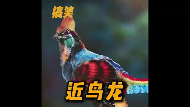 小海龟龟生不易，且行且珍惜。 近鸟龙啥？好像没那么难！