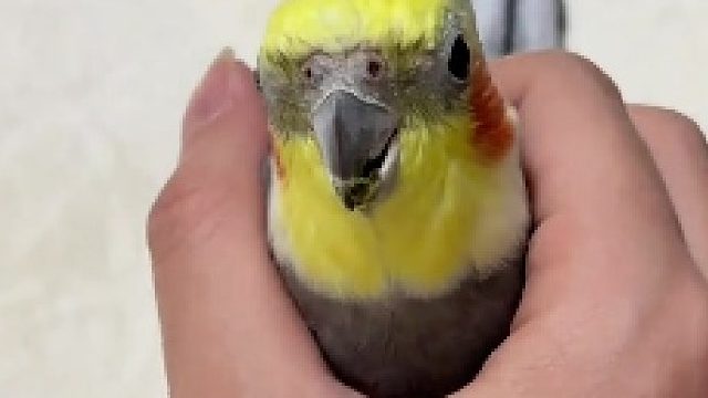 我有可爱侵略症！！！好想rua！！！！！