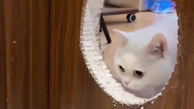 趁我不在家好好的门被他挖了个洞