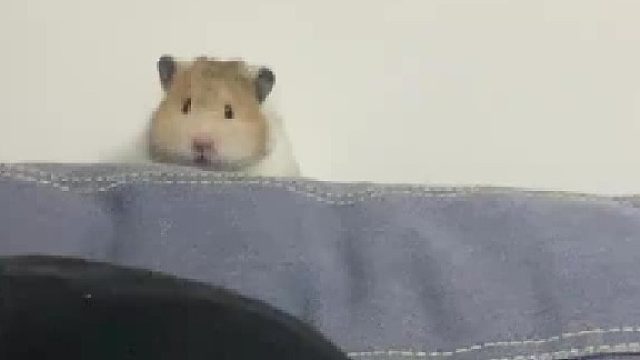 金丝熊仓鼠