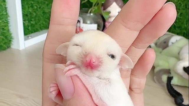 抓到一个睡不醒的小朋友