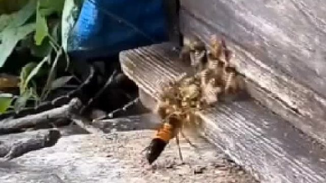 面对敌人，英勇无畏，团结力量，最终战胜敌人！