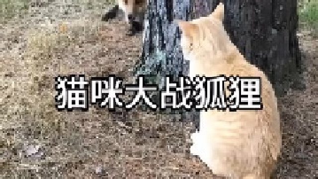 猫跟狐狸