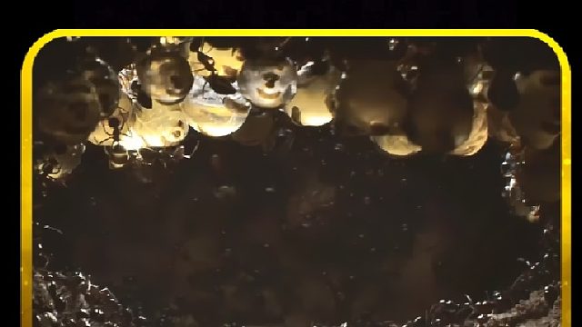 蚂蚁帝国从崛起到衰落的史诗级生存大战，微观世界下的自然法则。