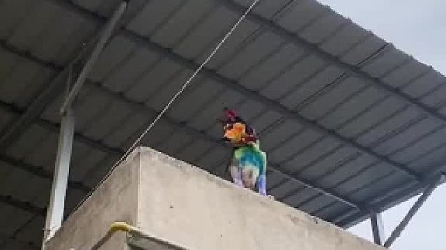 帮我给狗子起个名字吧