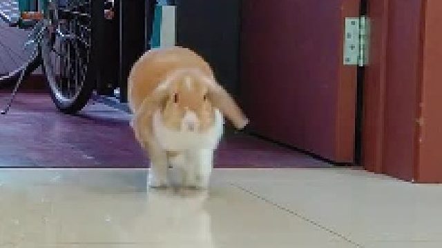 兔兔我今天起晚了，要迟到了……__