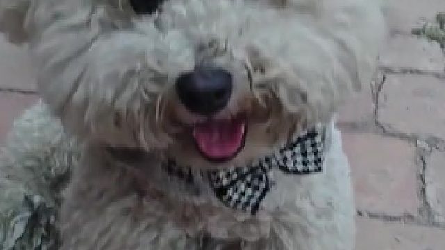 很有分寸感的小狗狗，为了这个小笼包守了我一天了