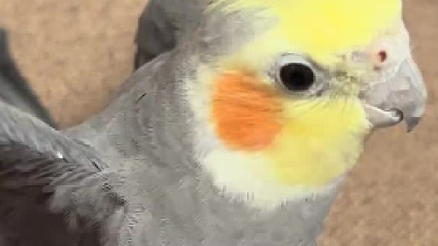 猜我少唱了哪个字？