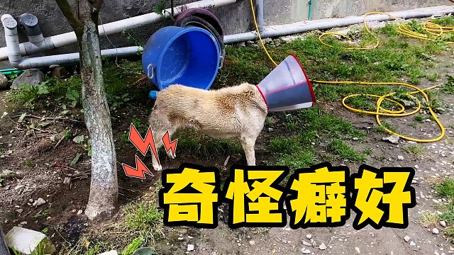 狗子奇怪的癖好，志愿者看了想笑！