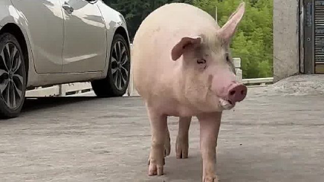 很多友友问的，猪怎么回来？统一回复：溜达完跟个二大爷一样旁若无人的走回来。