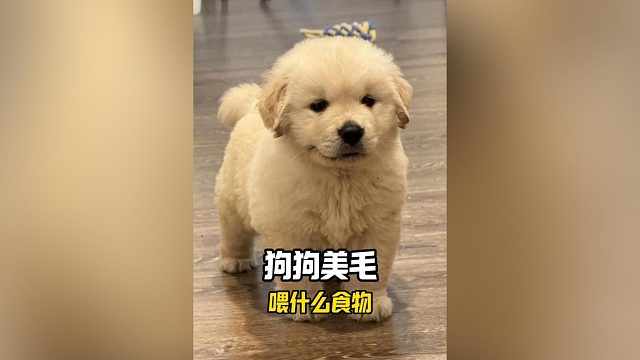 狗狗吃零食的过程中，也能美美毛
