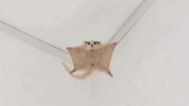 不好意思吖，我又预判了你的预判