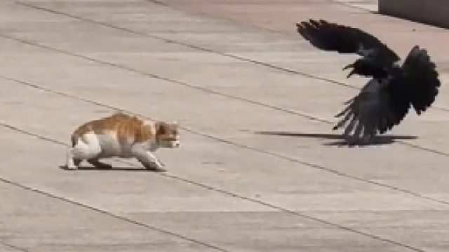 乌鸦：我又跳回去啦 我又跳过来啦 打我呀笨蛋