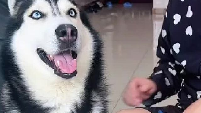 狗：你就非得犯贱吗？！