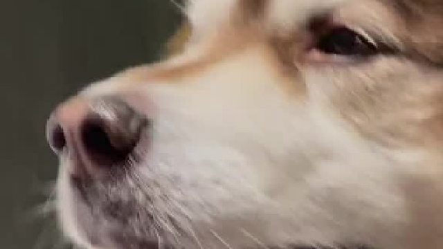 谁家好狗捡刺猬