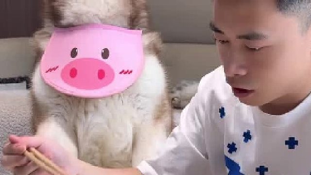 话痨狗这满满的仪式感