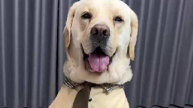 狗子：无事献殷勤、肯定没好事！我才不吃呢