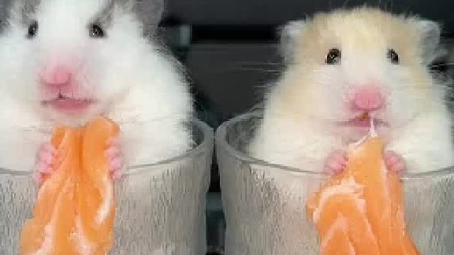 小黑：肯恰那～肯恰那～