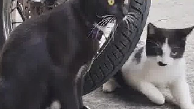 建议给猫开个八卦频道！这偷听姿势绝了！！