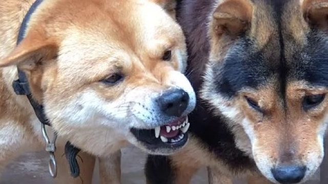 小黑：千万忍住，还手就算互殴了