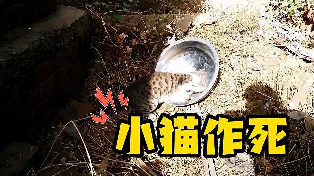 小猫钻进铁盆出不来，医生现场用电锯救猫！