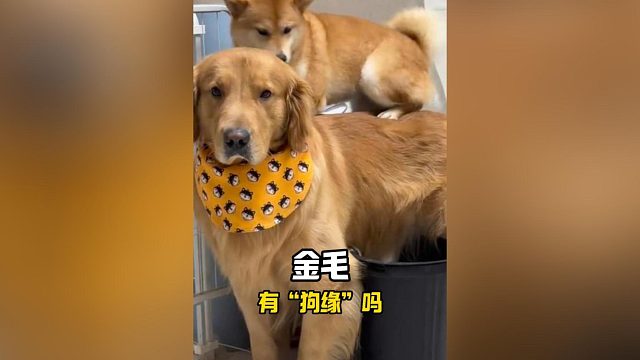 金毛在其他狗狗眼里，可是魅力十足！