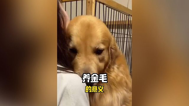 养狗的意义不过如此，它们的爱热烈而真诚！