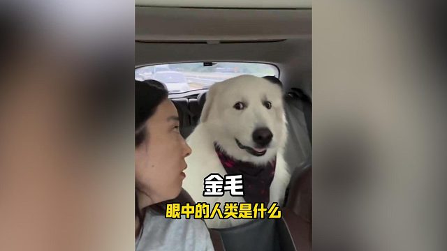 在金毛眼中，人类究竟是什么？