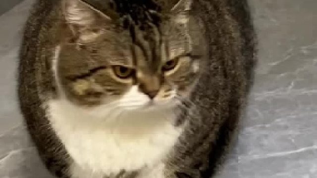 谁家小猫洗澡要按超级大胖猫收费