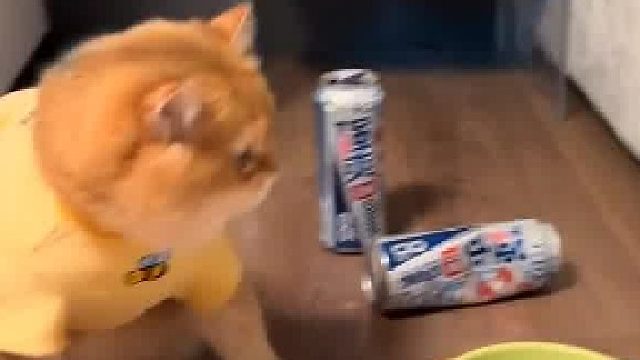 猫：你看看你交的什么狐朋狗友