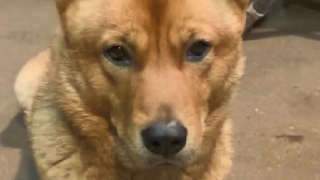 这狗子太现实了