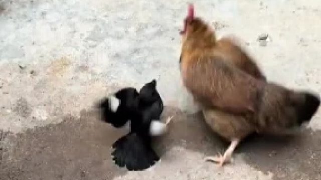 这公鸡趁机打劫了