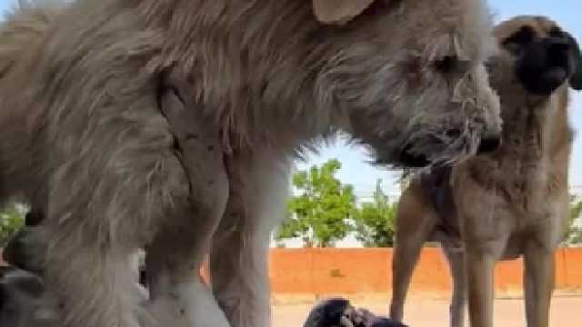 每天不踩黑老四几脚，长毛心里不舒畅