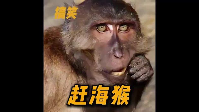 猴我是傻猴，我骄傲了吗？