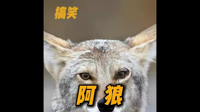 阿狼问君能有几多愁，恰似火锅无肉空对油。你懂我的心情吗？