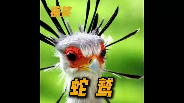 蛇鹫闪电五连鞭又怎样，尝尝我的夺命连环脚