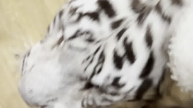 门：谁能为我花生啊﻿